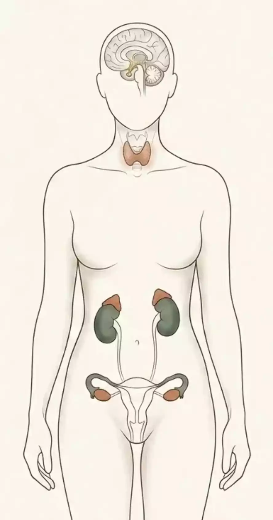 Accompagnement de la ménopause à Dijon par la méthode Poyet — représentation anatomique du système endocrinien féminin
